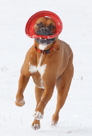 Rocket in Snow -- January 2011
